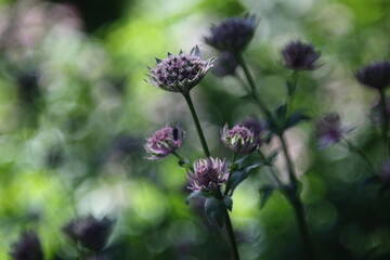 Great masterwort, Astrantia major flower in natural lighting