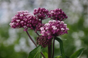 beautiful red flowers in natural lighting