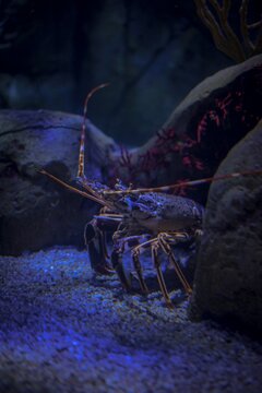 Homarus Gammarus Lobster Underwater