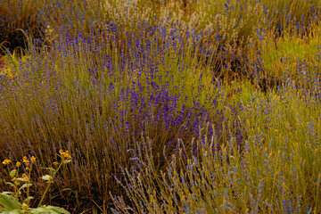 lavender and lavender flowers on the plain