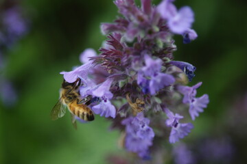 Honey bee Apis Mallifera around lavenders