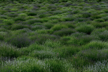 Fototapeta na wymiar lavender and lavender flowers on the plain