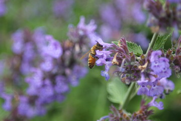 Honey bee Apis Mallifera around lavenders