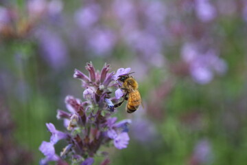 Honey bee Apis Mallifera around lavenders