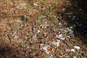 The land at the forest edge is covered with pine cones and needles in early spring