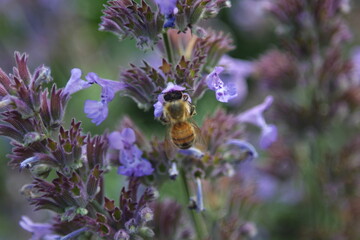 Honey bee Apis Mallifera around lavenders