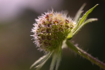 remains of a flower in natural lighting