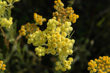 A close up of bright yellow flowers of Helichrysum arenarium (dwarf everlast, immortelle), top view. Wild immortelle flowers in the field on a sunny day