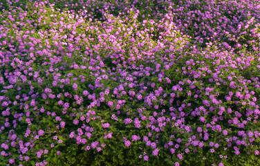 Obraz na płótnie Canvas field of flowers flor morado