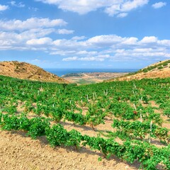 Vineyard With The Sea At Horizon In A Scenic Landscape Of Sicily In Summer Below Cloudscape - 360792287