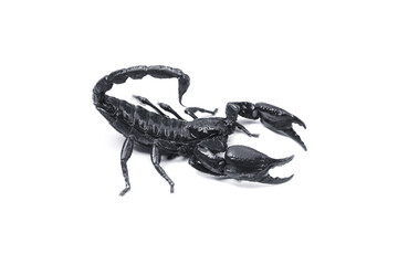 Emperor Scorpion,(Pandinus imperator) isolated on white background. Insect.poisonous sting at the end of its jointed tail, which it can hold curved over the back.