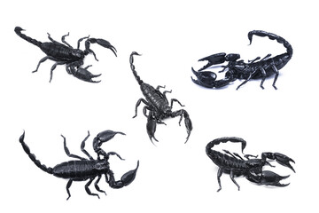 Emperor Scorpion,(Pandinus imperator) isolated on white background. Insect.poisonous sting at the end of its jointed tail
