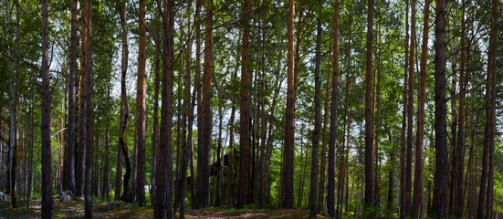 panoramic landscape in the forest. the concept of unity with the nature of meditation and tranquility.