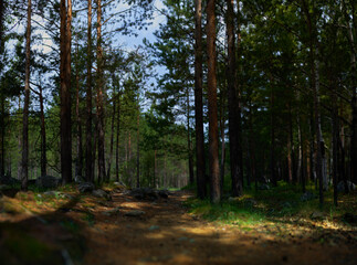 panoramic landscape in the forest. the concept of unity with the nature of meditation and tranquility.