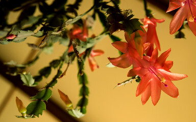 Soft pink blooming Christmas Cactus