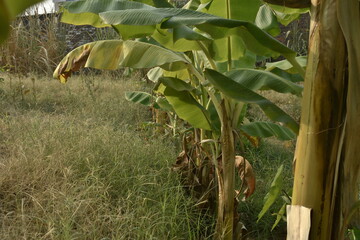 Obraz premium Photograph of Plants and Flowers.