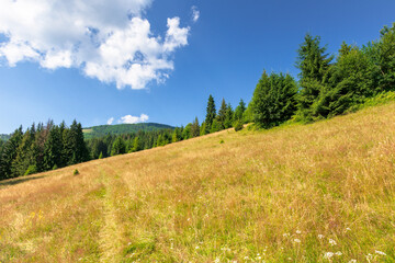 Fototapeta na wymiar meadows on the hill of mountain in summer. idyllic landscape on a sunny day. beech and spruce trees around the wide glade