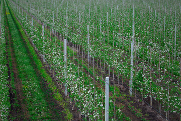 Fototapeta na wymiar Apple trees growing for industry. Plantation of flowering seedlings