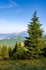 .spruce trees on the meadow in mountains. beautiful sunny landscape with distant in highlands. amazing morning scenery. fluffy clouds on the blue sky