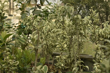 Photograph of Plants and Flowers.