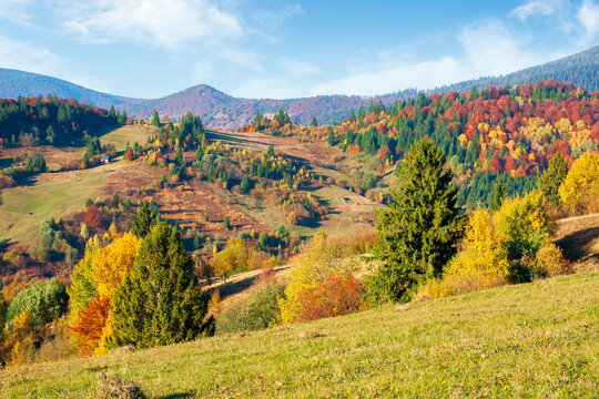 mountainous countryside in autumn. landscape with forests in fall colours and grassy meadows in evening light. blue sky with puffy clouds. colorful nature scenery