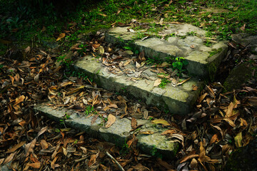 Leaves on Stairs