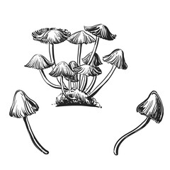 Hand drawn sketch black and white of psilocybin mushroom. Vector illustration. Elements in graphic style label, card, sticker.