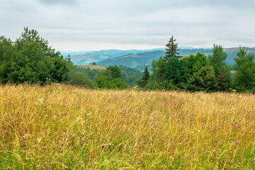 landscape with grassy meadow. field on the hill beneath an overcast sky. countryside summer scenery...