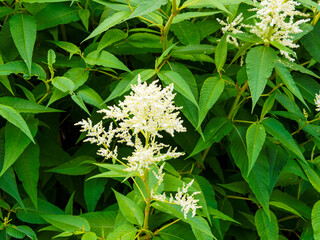 Persicaria polymorpha | Renouée polymorphe ou persicaire polymorphe, bel arbuste décoratif aux...