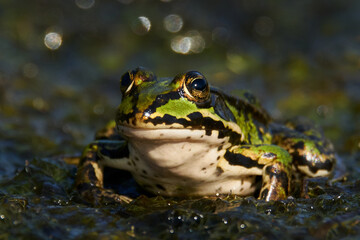 Common water frog (Pelophylax esculentus)