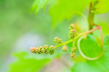 Young clusters of grapes with tiny berries on a branch. Unripe grapes