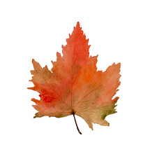 Variation of warm autumnal color maple leaf, red, orange, yellow, green and brown color painted with watercolor. Illustration autumn element isolated on white background.