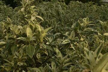 Photograph of Plants and Flowers.