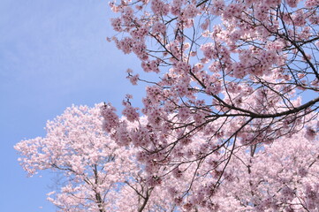高遠城址公園・桜
