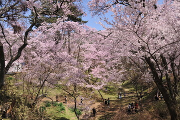 高遠城址公園・桜