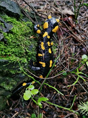 Fire Salamander (Salamander salamandra) closeup.