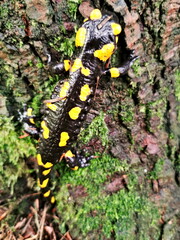 Fire Salamander (Salamander salamandra) closeup.