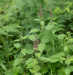 Summer Flowering Hedge Woundwort Wildflower (Stachys sylvatica) Growing in Woodland in Rural Devon, England, UK