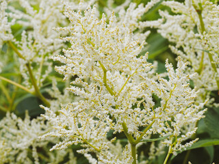 Persicaria polymorpha | Renouée polymorphe ou persicaire polymorphe, bel arbuste décoratif aux panicules de minuscules fleurs blanc crème sur tiges érigées