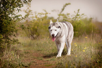 A mature Siberian Husky is walking at a pasture. The dog has grey and white fur; his eyes are blue. There is a lot of grass, green plants, and yellow flowers around him; the sky is grey.