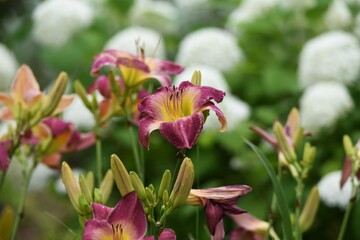 Hemerocallis is a lilyaceae perennial plant that blooms in the summer with beautiful colorful flowers and is a day flower called Day Lily.
