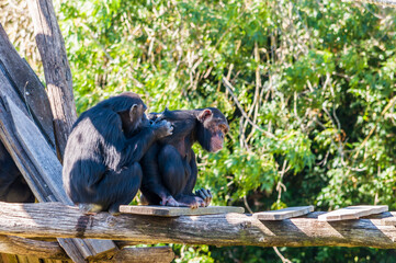 Couple de singes photographié dans un parc animalier.