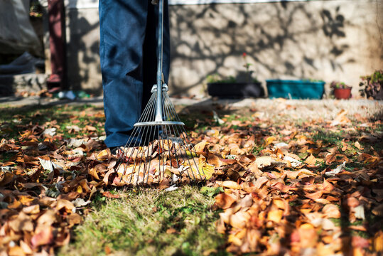 Man cleaning fallen autumn leaves in the yard