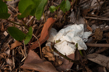 White paper towel crumpled up and disposed of in a leafy area along a beach in Sarasota, Florida rather than in the proper waste disposal or recycling bin.