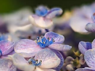 ウズアジサイ　クローズアップ