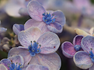 ウズアジサイ　クローズアップ