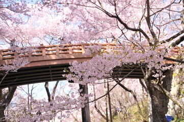 高遠城址公園・桜