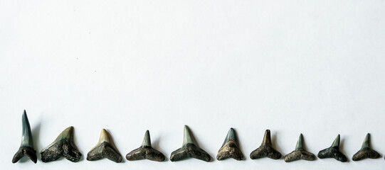 Set of Mexican gulf fossil shark teeth with copy space