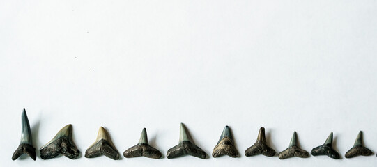 Set of Mexican gulf fossil shark teeth with copy space © Sergey + Marina
