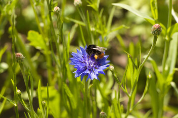 Hummel auf blauer Blüte